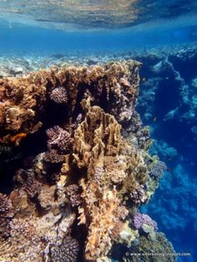 Safari  ( blue Hole)