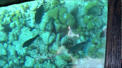 Barco con fondo de Cristal